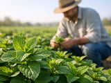 Egyptian Peppermint Prices Ease Slightly but Remain Firm on Export Demand