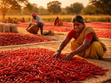 Indian Red Chilli Market Firms as Stocks Tighten and Demand Stays Hot