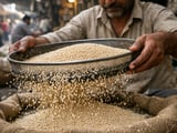 Sesame seeds steady in New Delhi as low arrivals cap downside