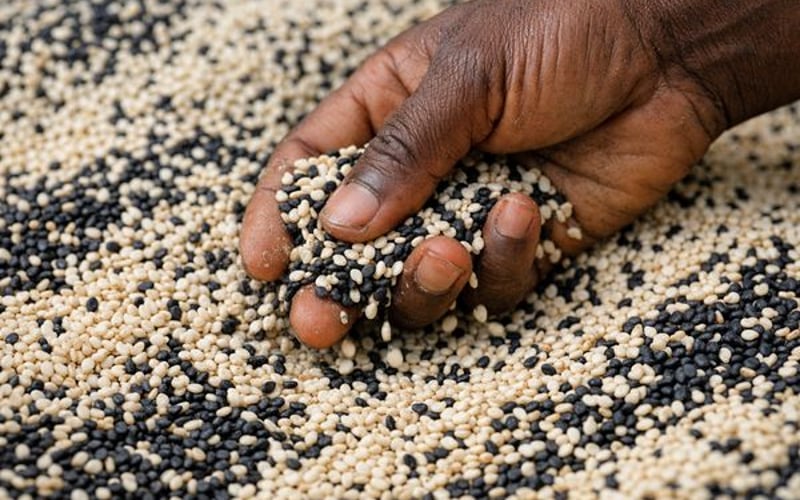 चाड का तिल मूल्य स्थिर है जबकि वैश्विक खरीदार सतर्क हैं