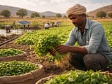 Coriander Market: Stockholder Selling Meets Firm Export FOB Values