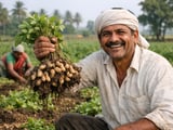 Indian Peanuts: Large Gujarat Area Keeps Supply Comfortable Despite Rainfall Risks