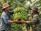 Banana Trade Under Pressure: Myanmar Shortfalls Support Stable Chip Prices