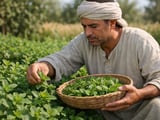 Mısır Nane (Spearmint) FOB Kahire İstikrarlı Talep Eşliğinde Hafif Yükseliyor