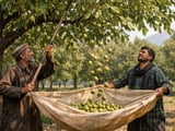 Indian Walnut Market Holds Steady as Kashmiri Crop Flows Smoothly