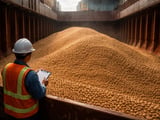Chickpeas: Firm Indian Chana Meets Cautious Mill Buying and Weather Risk