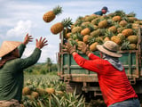 Philippine Pineapples Eye Easier US Access as EU Prices Stay Firm