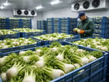 Indian Fennel FOB Softens Slightly as Unjha Spot Market Holds Firm