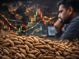 Cumin exports under pressure while Indian prices edge higher