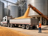 Chinese Lentil FOB Prices Ease as Imports Stay Firm