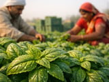 Organic Dried Basil Edges Higher as Egypt–India FOB Prices Firm