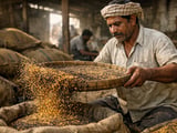 Indian mustard seed prices firm as arrivals stay limited and demand steady