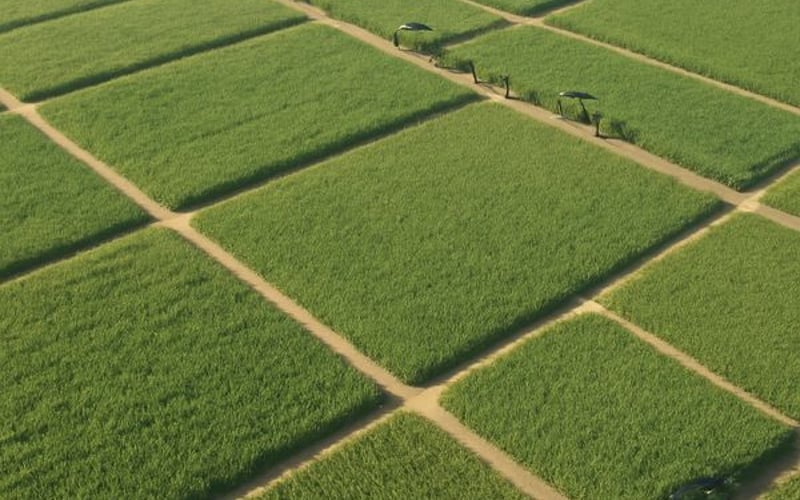 Egypt’s Sugar Import Ban: Tightening Trade Flows in an Oversupplied World