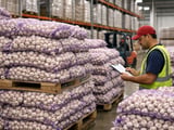 Spanish Garlic Faces Chinese Squeeze Despite Strong 2026/27 Harvest