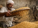 Indian Fenugreek Seeds Hold Firm as Domestic Mandi Prices Spike