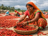 Indian Dried Chilli Prices Hold Firm as Monsoon Rains Begin