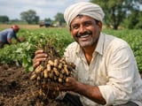 Indian Peanut Prices Hold Firm as Gujarat Monsoon Stays Uneven