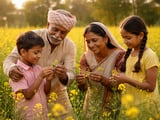 Indian Mustard Market Holds Steady as Arrivals Rise and Rabi Sowing Nears