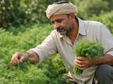 Indian Dill Seed Prices Edge Higher as Monsoon Onset Nears Delhi