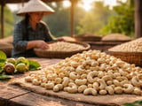 Cashew Market Turns Upward as Vietnam Prices Finally Move