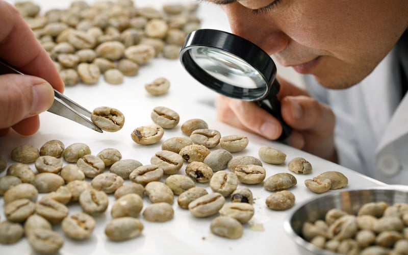 Vietnam Robusta Steady While Futures Drift: Coffee Prices Hold Their Ground