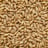 Barley seeds — feed grade, moisture: 14 % max