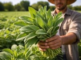 Egyptian Dried Sage FOB Cairo Eases Slightly as Freight Risks Linger