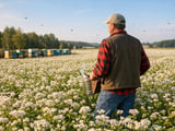 Polish Buckwheat Prices Hold Firm Despite Cheaper Chinese Supply