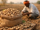 Indian Peanut Prices Firm as Weak Monsoon Checks Groundnut Sowing
