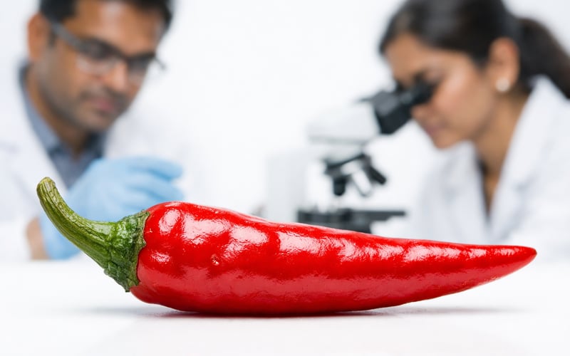 El mercado indio de chile rojo se mantiene firme por la escasez de oferta y la incertidumbre del monzón
