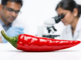 Indian Red Chilli Market Holds Firm on Tight Supply and Monsoon Uncertainty