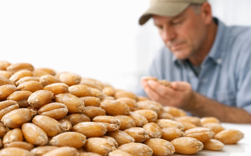 Wheat Futures Drift Lower as Ample Supply Caps Weather Risks