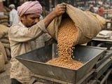 Muted Demand Weighs on Chickpeas as Indian Buyers Stay Cautious
