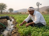 Indian Coriander Firms on Tight Spot Supply and Mild Weather Risk