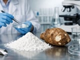 Indian Arrowroot Powder FOB Prices Hold Steady Amid Niche Demand