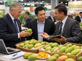 Digital Push for Harumanis Mangoes Reshapes Malaysia’s Premium Mango Trade