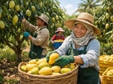 Dried Mango From Vietnam & Thailand Holds Firm as Weather Risks Build