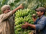 Pakistan’s 60‑Day Export Waiver Gives Banana Trade to Iran a Short-Term Lift