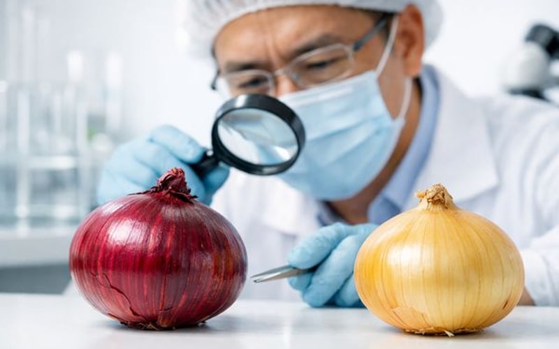 Chinesische rote Zwiebeln werden knapper, während gelbe Zwiebeln ruhig bleiben