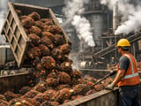 Palm Oil Moves Up the Value Chain as El Niño Tightens Supply
