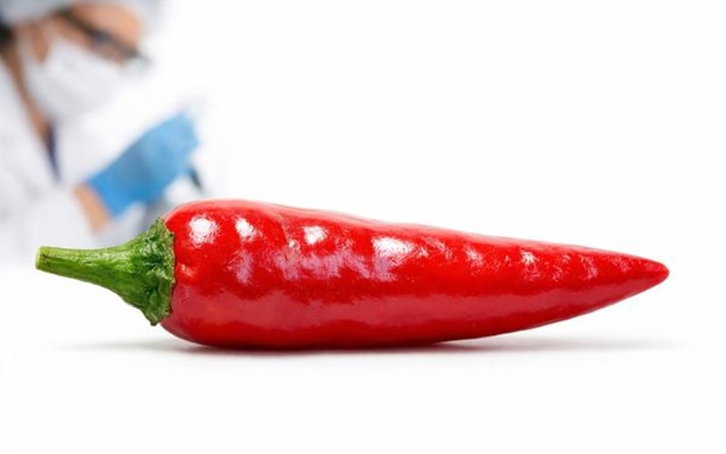 भारतीय मिर्ची की कीमतें टाइट आपूर्ति और मजबूत निर्यात मांग पर स्थिर हैं
