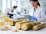 Sugar No. 11 Futures Edge Higher While Forward Curve Softens