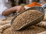 Cumin (Jeera) Market: Selling Pressure Eases, Exports Hold the Key