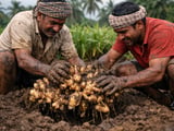 Indian dried ginger prices hold steady amid weak monsoon signals