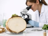 CZ & LT sugar beet: stable spot sugar, weather risk capped for now