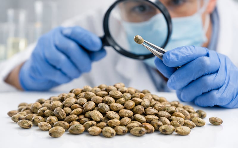 Guar Seeds Stay Firm as Oilseed Complex Softens