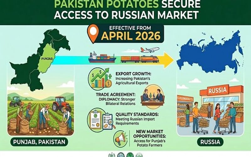 Возобновление экспорта картофеля из Пакистана в Россию: что это значит для цен