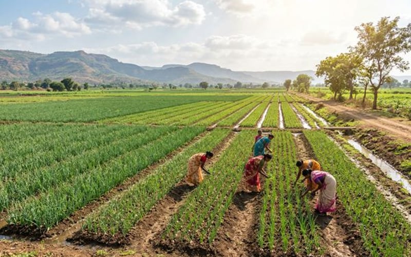Maharashtra zielt auf Zwiebelüberangebot ab, während die Preise sinken und die Landwirte leiden
