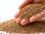 Indian cumin edges higher as Unjha spot and export quotes firm