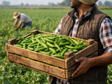 Indian Pea Market Tightens as Canadian Supply Shrinks and Import Costs Rise